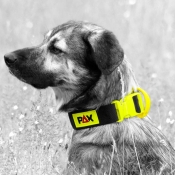 PAX Hundehalsband